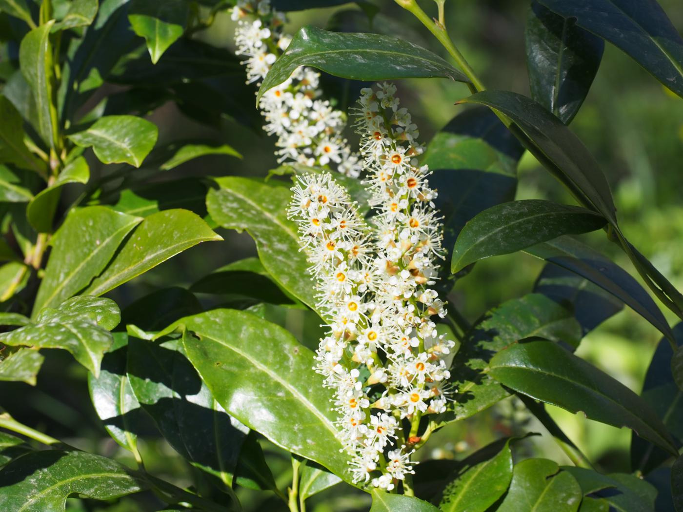 Cherry Laurel flower